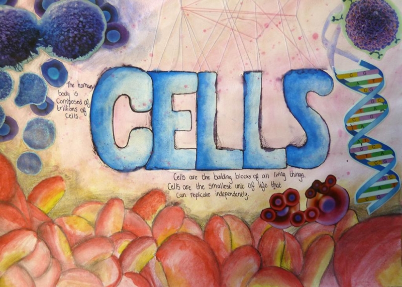 Maisie Harold- Art and Design- Artist Sheet- Grade Ba